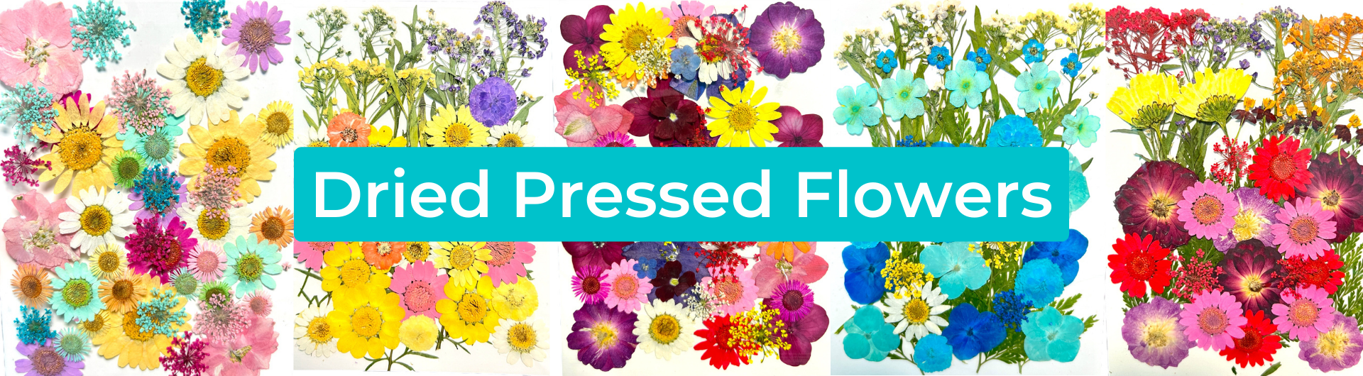 Dried Pressed Flowers