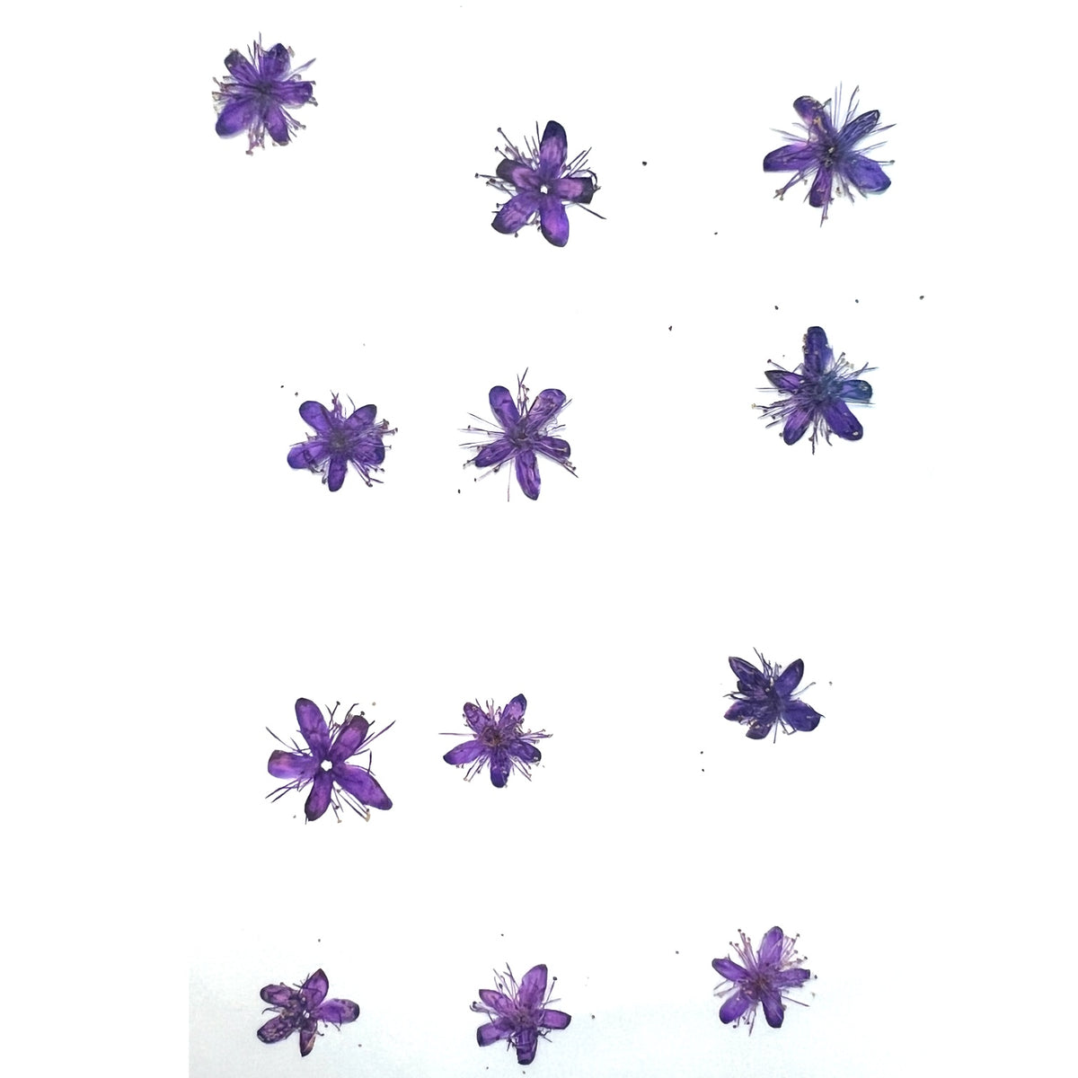12-piece Symplocos Tanakana Nakai Dried Pressed Real Natural Flowers For Epoxy &amp; UV Resin Art