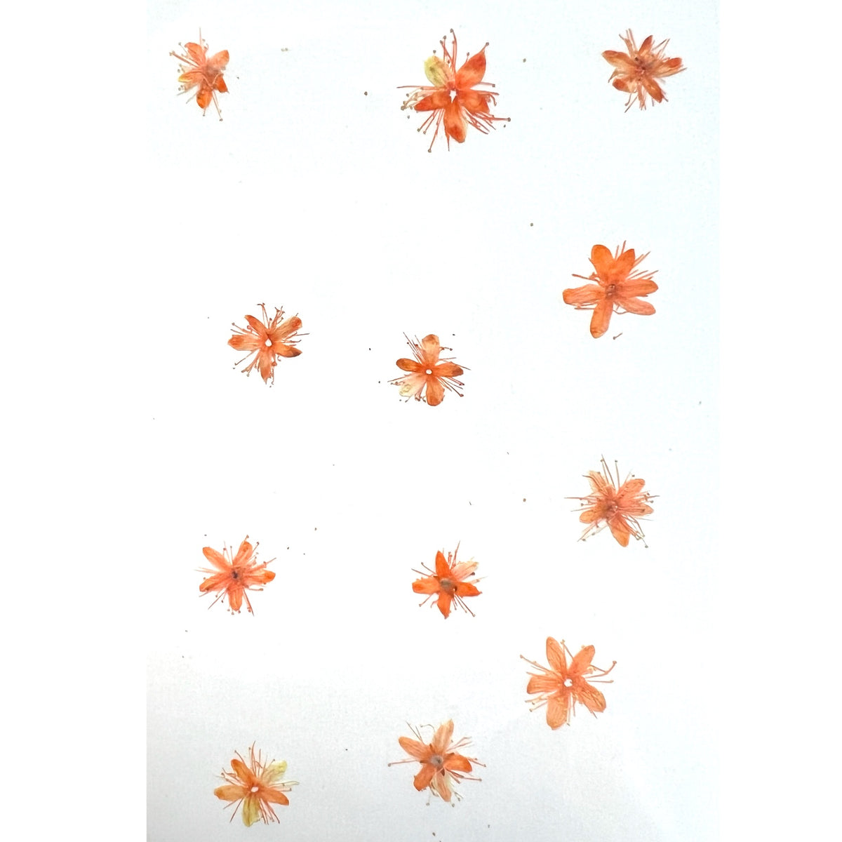 12-piece Symplocos Tanakana Nakai Dried Pressed Real Natural Flowers For Epoxy &amp; UV Resin Art