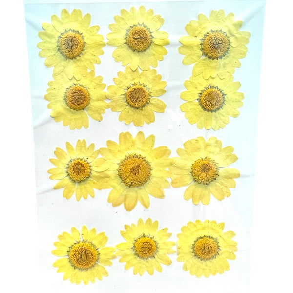 12-piece Daisy Dried Pressed Real Natural Flowers For Epoxy & UV