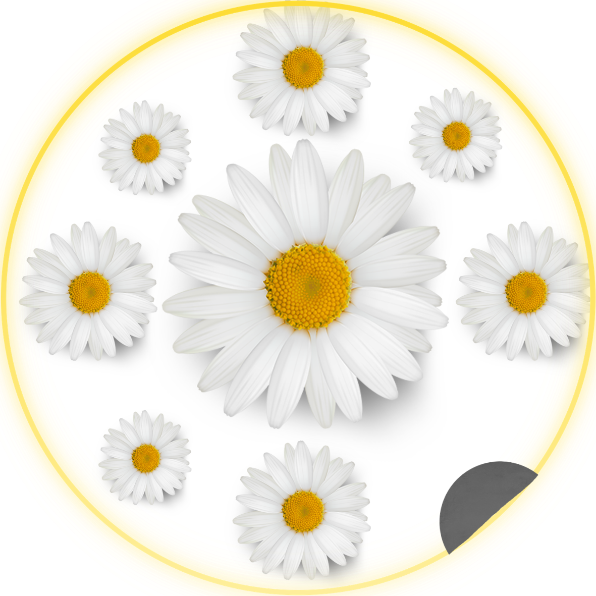 Daisy Flower Car Coaster Acrylic Blank Project Pack + Bonus DTFs