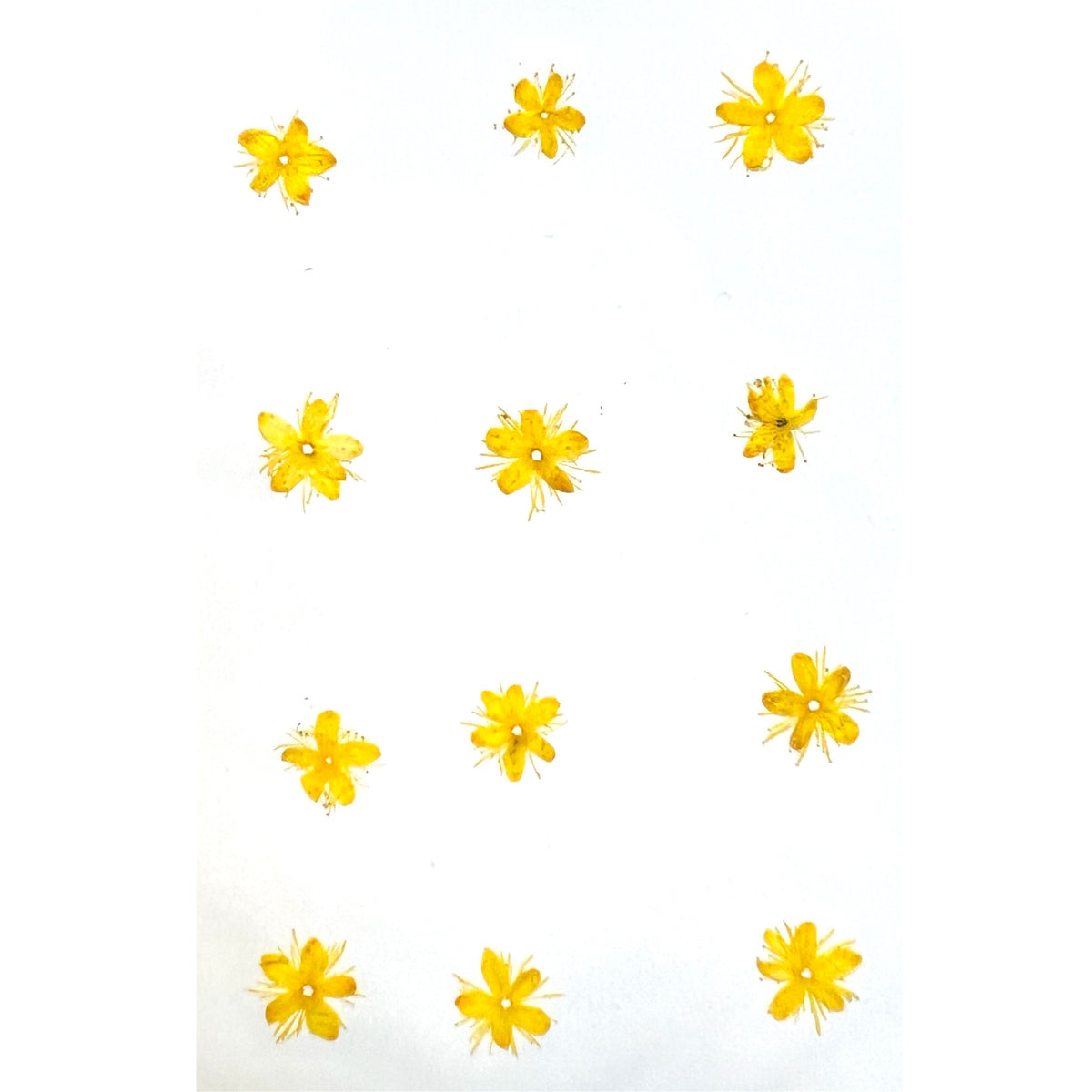 12-piece Daisy Dried Pressed Real Natural Flowers For Epoxy & UV