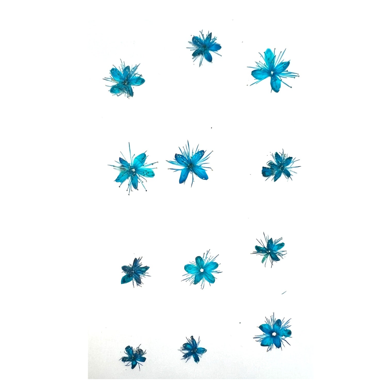 35 Piece Blue Variety Dried Pressed Real Natural Flowers For Epoxy & UV  Resin Art