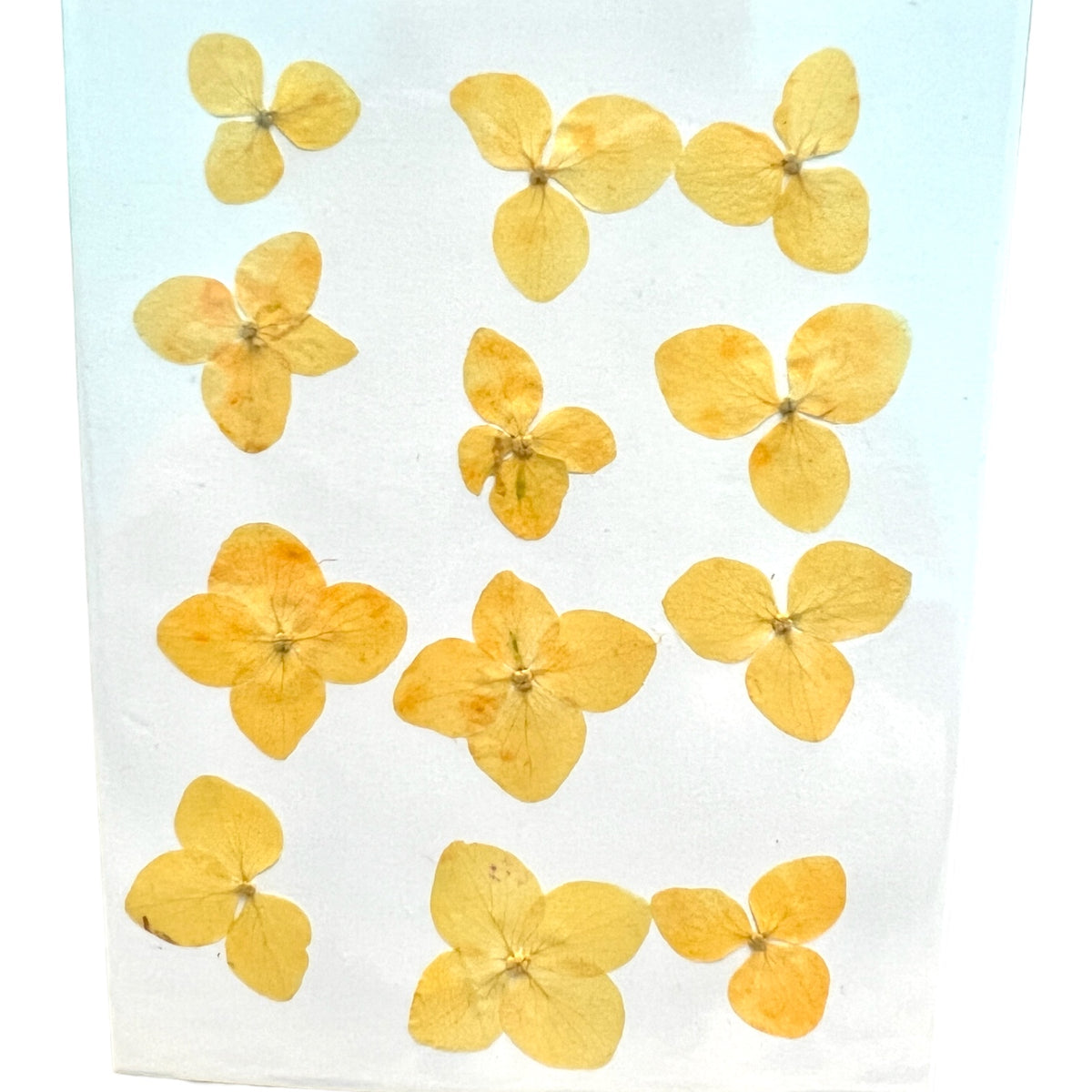 12-piece Hydrangea Dried Pressed Real Natural Flowers For Epoxy &amp; UV Resin Art