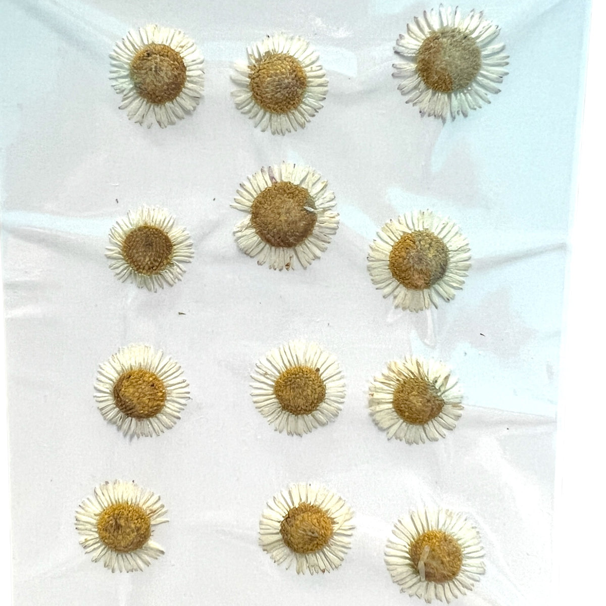 12-piece Needle Chrysanthemum Dried Pressed Real Natural Flowers For Epoxy &amp; UV Resin Art