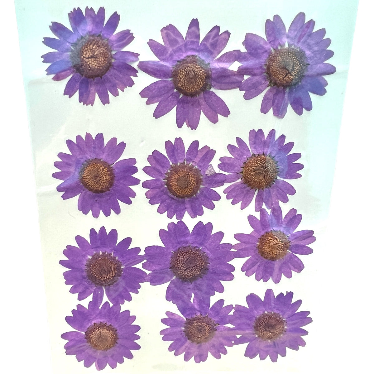 12-piece Daisy Dried Pressed Real Natural Flowers For Epoxy &amp; UV Resin Art