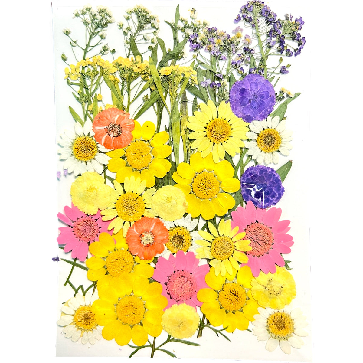 Yellow Ledbetter Multi-colored Variety of Dried Pressed Real Natural Flowers For Epoxy &amp; UV Resin Art