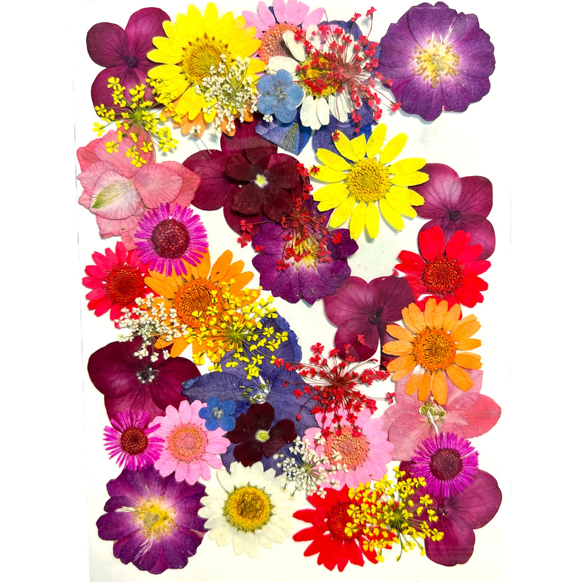 Celebration Multi-colored Variety of Dried Pressed Real Natural Flowers For Epoxy &amp; UV Resin Art