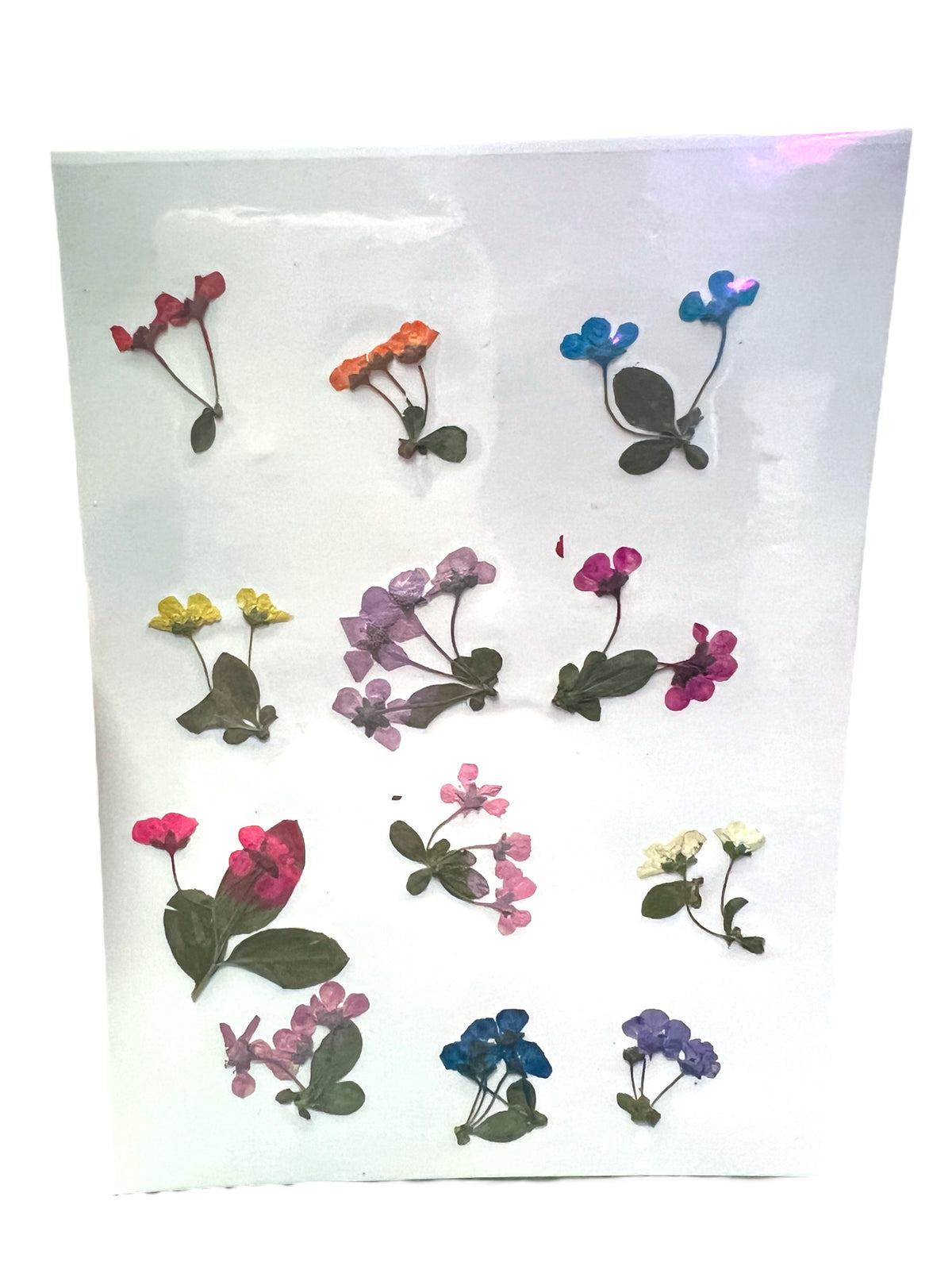 Garden Shed 12 Piece Multi-colored Variety of Dried Pressed Real Natural Flowers For Epoxy &amp; UV Resin Art