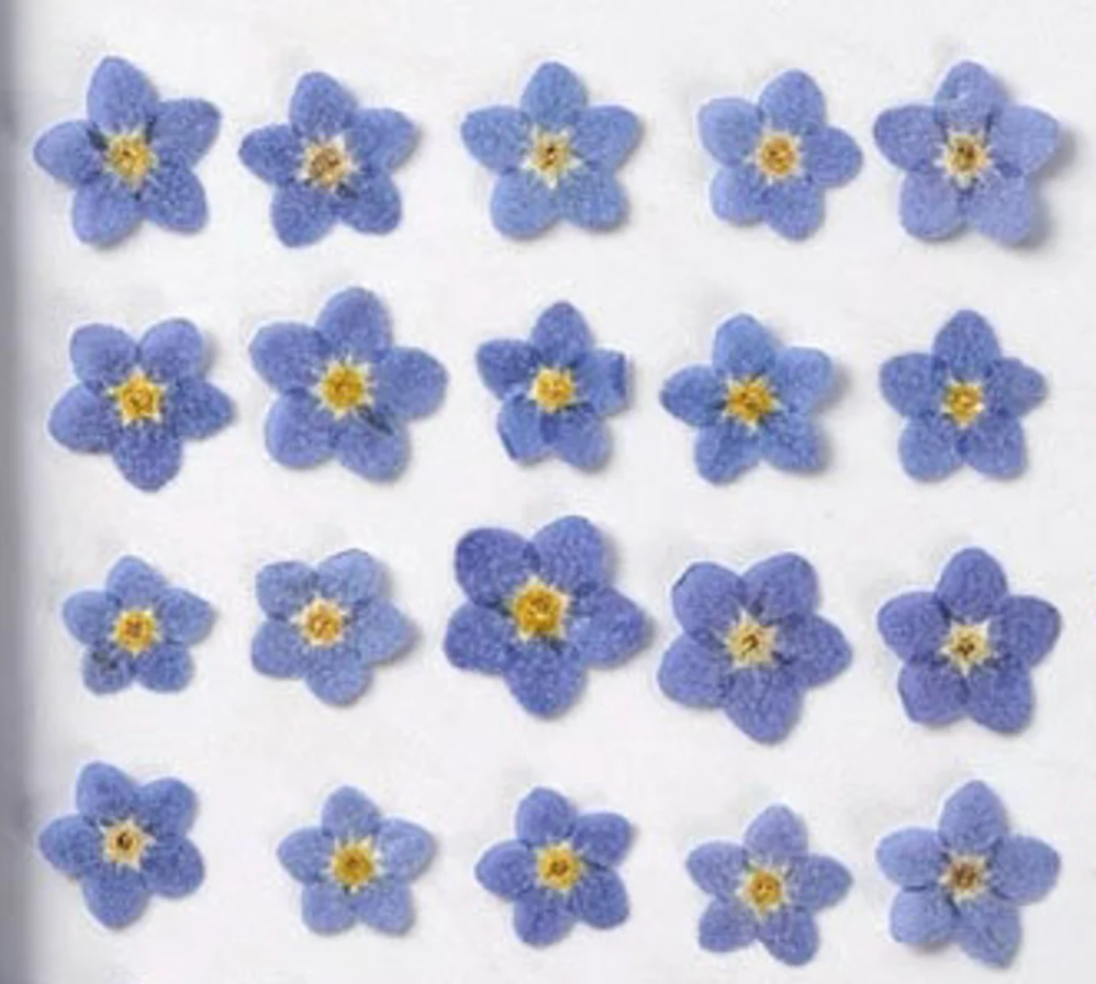 Forget Me Not Natural Pressed Flower Pack of 20