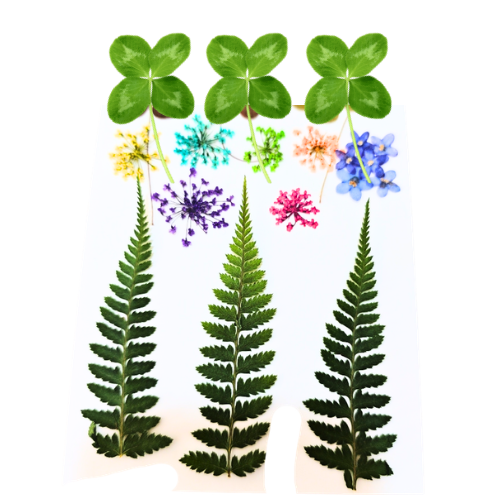 18 Piece Queen Anne's Lace Four Leaf Clover Forget Me Nots Pressed Real Natural Flowers